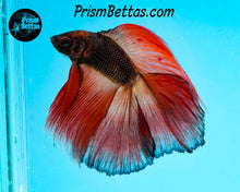 Load image into Gallery viewer, Orange Chocolate Doubletail Halfmoon Male