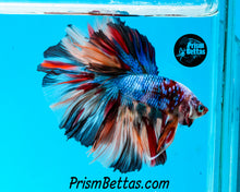 Load image into Gallery viewer, Rainbow Marble Halfmoon Male