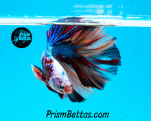 Load image into Gallery viewer, Rainbow Marble Halfmoon Male