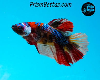 Rainbow Marble Halfmoon Female