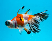 Load image into Gallery viewer, Tricolor Butterfly Telescope (3-4 inches) Imported from Thailand