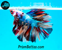 Load image into Gallery viewer, Rainbow Marble Halfmoon Male