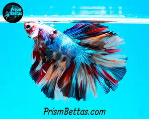 Rainbow Marble Halfmoon Male