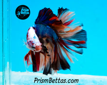 Load image into Gallery viewer, Rainbow Marble Halfmoon Male
