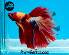 Load image into Gallery viewer, Candy Koi Halfmoon Male
