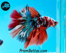 Load image into Gallery viewer, Galaxy Candy Koi Halfmoon Male
