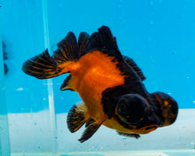 Load image into Gallery viewer, Apache Butterfly Telescope (3-4 inches) Imported from Thailand