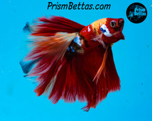 Load image into Gallery viewer, Candy Koi Halfmoon Male