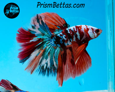 Galaxy Candy Koi Halfmoon Male