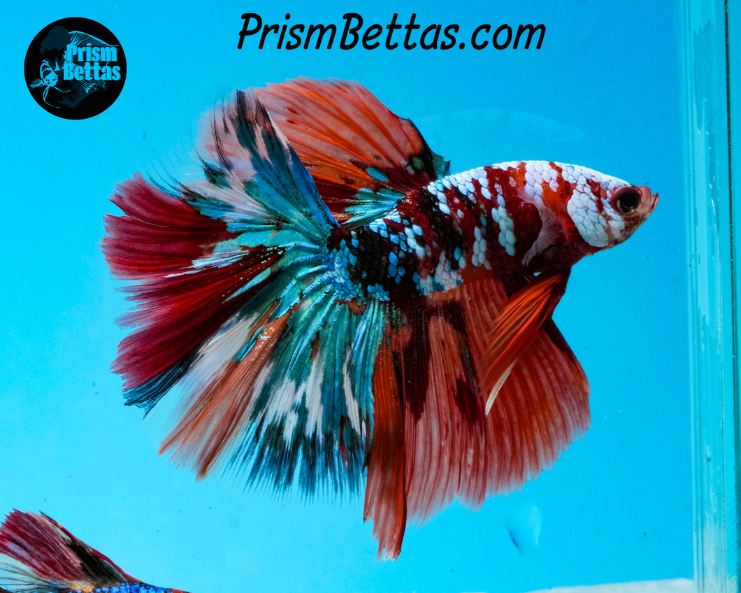 Galaxy Candy Koi Halfmoon Male