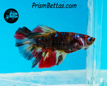 Load image into Gallery viewer, Candy Koi Halfmoon Female