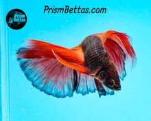 Load image into Gallery viewer, Orange Chocolate Doubletail Halfmoon Male