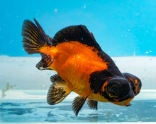 Load image into Gallery viewer, Apache Butterfly Telescope (3-4 inches) Imported from Thailand