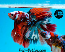 Load image into Gallery viewer, Galaxy Candy Koi Halfmoon Male