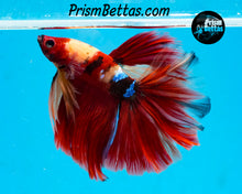 Load image into Gallery viewer, Candy Koi Halfmoon Male