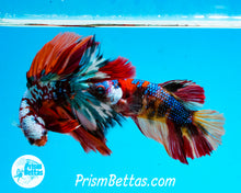 Load image into Gallery viewer, Galaxy Candy Koi Halfmoon Male