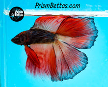 Load image into Gallery viewer, Orange Chocolate Doubletail Halfmoon Male