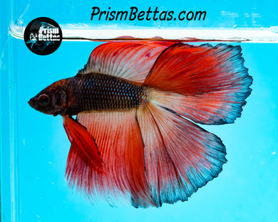 Orange Chocolate Doubletail Halfmoon Male