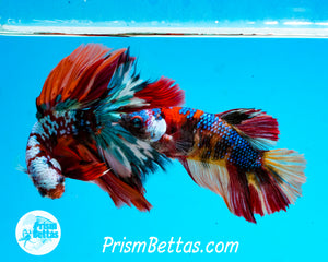 Galaxy Candy Koi Halfmoon Male