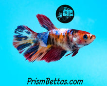 Load image into Gallery viewer, Candy Koi Halfmoon Female Buy 4 Get 1 Free