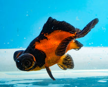 Load image into Gallery viewer, Apache Butterfly Telescope (3-4 inches) Imported from Thailand