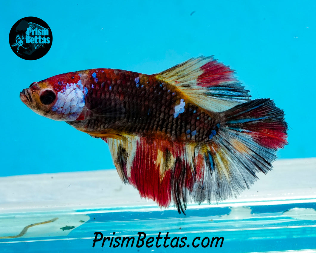 Candy Koi Halfmoon Female
