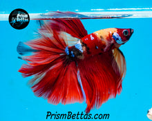 Load image into Gallery viewer, Candy Koi Halfmoon Male