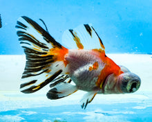 Load image into Gallery viewer, Tricolor Butterfly Telescope (3-4 inches) Imported from Thailand