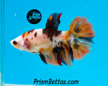 Load image into Gallery viewer, Candy Koi Halfmoon Female
