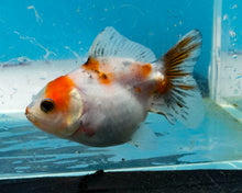 Load image into Gallery viewer, Tricolor Shogun Godzilla Oranda (2.5-3 inches) Imported from Thailand