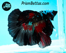 Load image into Gallery viewer, Red Devil Samurai Halfmoon Male