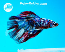 Load image into Gallery viewer, Mosaic Marble Halfmoon Male
