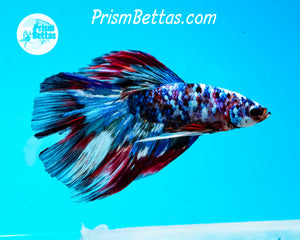 Mosaic Marble Halfmoon Male