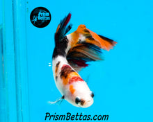 Load image into Gallery viewer, Candy Koi Halfmoon Female