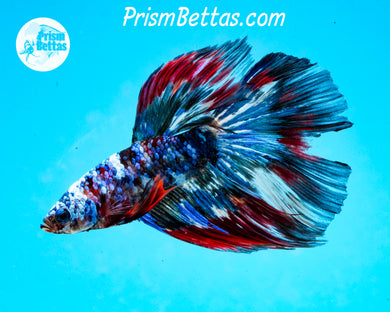 Mosaic Marble Halfmoon Male