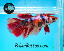 Load image into Gallery viewer, Candy Koi Halfmoon Female Buy 4 Get 1 Free