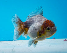 Load image into Gallery viewer, Kirin Shogun Godzilla Oranda(2.5-3 inches) Imported from Thailand