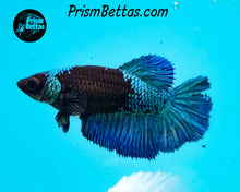 Load image into Gallery viewer, Blacklight Marble Halfmoon Female