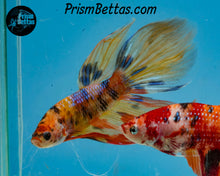 Load image into Gallery viewer, Candy Koi Veiltail Male