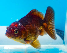 Load image into Gallery viewer, Bronze Apache Oranda(2.5-3 inches) Imported from Thailand