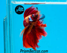 Load image into Gallery viewer, Candy Koi Halfmoon Male