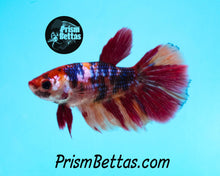 Load image into Gallery viewer, Candy Koi Halfmoon Female Buy 4 Get 1 Free