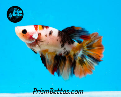 Candy Koi Halfmoon Female