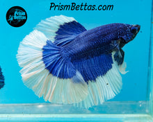 Load image into Gallery viewer, Blue Butterfly Halfmoon Male