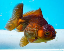Load image into Gallery viewer, Bronze Apache Oranda(2.5-3 inches) Imported from Thailand
