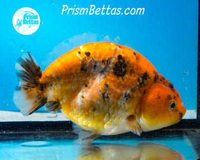 Calico Ranchu Female (3.75 inches) Imported in Thailand