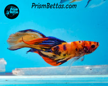 Load image into Gallery viewer, Candy Koi Veiltail Male