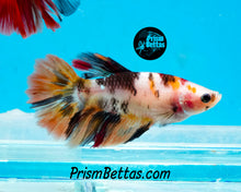 Load image into Gallery viewer, Candy Koi Halfmoon Female