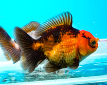 Load image into Gallery viewer, Apache Oranda (2.5-3 inches) Imported from Thailand