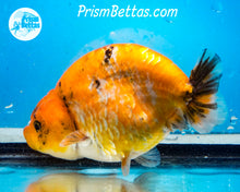 Load image into Gallery viewer, Calico Ranchu Female (3.75 inches) Imported in Thailand